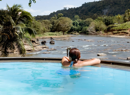 Woman relaxing in swimming pool and watching a Herd of Young elephants in river water hosing in Pinnawala Elephant Orphanage.の写真素材