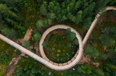 Hamaren Activity Park Green Pines trees aerial top view with curved Treetop Walk. Traveling, architecture design and beauty in Nature concept image. Summer Norway, Europe.の写真素材