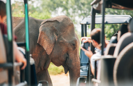 Baby elephant next to tourists SUV cars on safari in National Nature Park Udawalawe in Sri Lanka. Tourists taking photos with cameras and smartphones. Asian exotic vacations, animals concept imageの写真素材