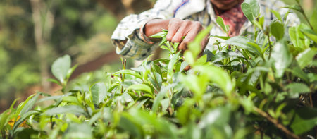 Close-up photo of old woman work-worn hands picking fresh tea Camellia Sinensis leaves traditional method on Asian hill plantation, Nuwara Eliya. Agriculture, people hard work, tea producing conceptの写真素材