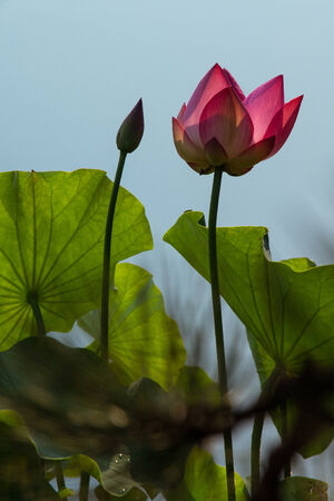 Bright pink water lotus bloom glowing in the morning sunriseの写真素材