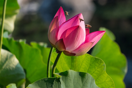 Beautiful Blooming Pink Lotus Blossom Visited by a Trio of Beesの写真素材