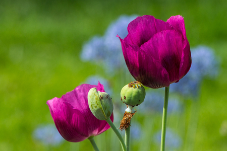 Close up of two unusual color poppies with two spent seed podsの写真素材