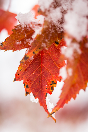 Small group of maple leaves change color as the fall season fades and the winter slowly approachesの写真素材
