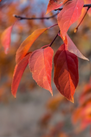 Group of vivid maple leaves glowing in the evening sunsetの写真素材