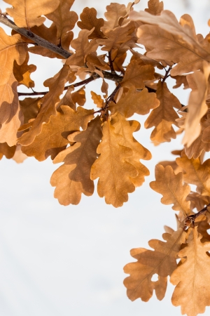 Brown oak leaves on white backgroundの写真素材