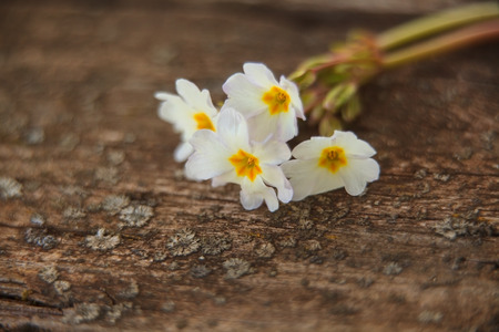 gentle background in vintage style with flowerの写真素材