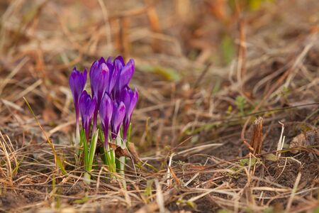 Beautiful flower Crocus outdoors without peopleの写真素材