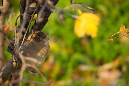 beautiful bird sparrow sitting on branchの写真素材