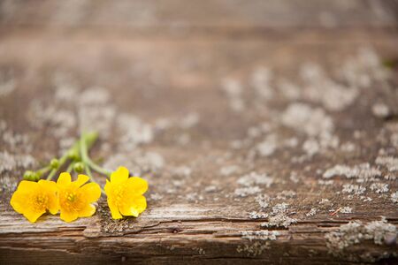 wooden background with beautiful flowersの写真素材