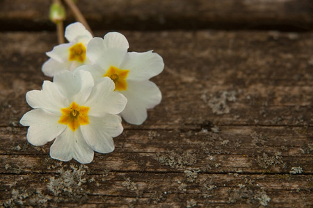 gentle background in vintage style with flowerの写真素材