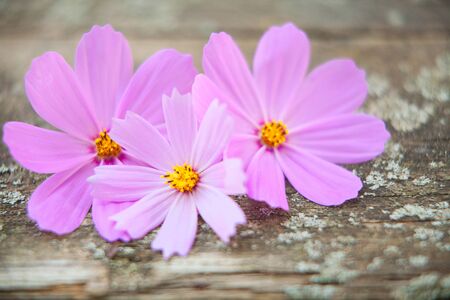 wooden background with beautiful flowersの写真素材