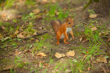 red squirrel sitting in wild