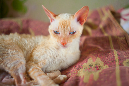 Beautiful and smal cat with curly hairの写真素材