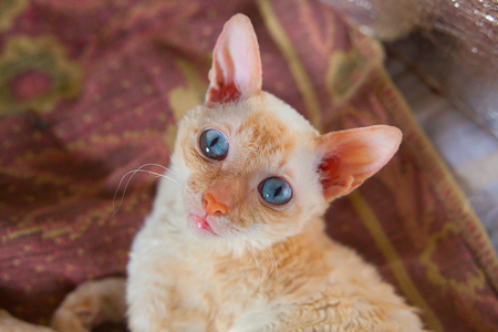 Beautiful and smal cat with curly hairの写真素材
