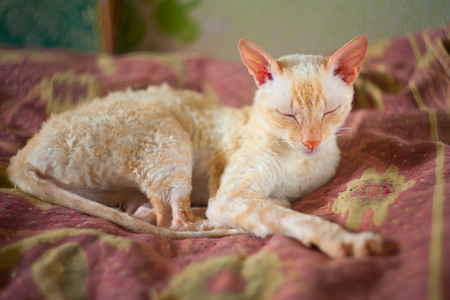 Beautiful and smal cat with curly hairの写真素材