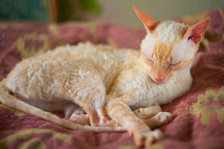 Beautiful and smal cat with curly hairの写真素材