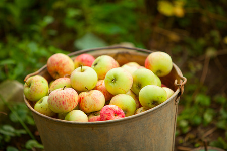 beautiful red apples on the tableの写真素材