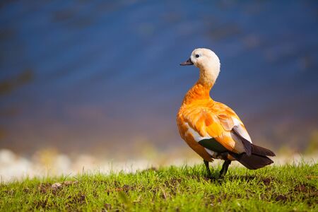 adult beautiful orange duck standing on the grassの写真素材