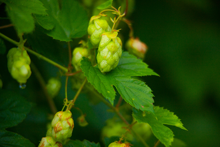 beautiful fresh green hops on a bush