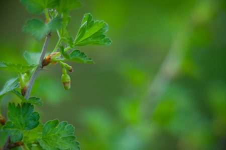 buds of gooseberry on a green backgroundの写真素材
