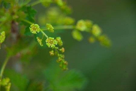 buds of red currant on a green backgroundの写真素材