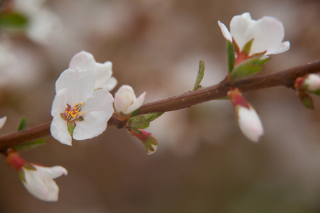 Buds organic cherry on a beautiful backgroundの写真素材