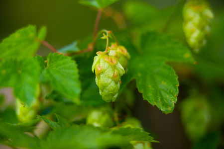 beautiful fresh green hops on a bushの写真素材