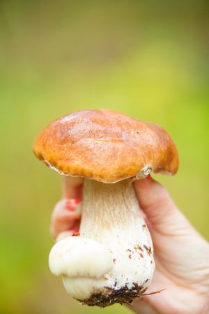 beautiful porcini mushroom growing in the forestの写真素材