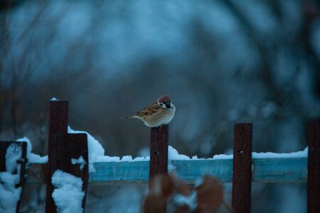 beautiful little bird of a sparrow in the winter on a blue backgroundの写真素材