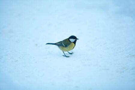 beautiful little bird of a titmouse in the winter on a blue backgroundの写真素材