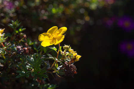 Beautiful yellow flowers on a green backgroundの写真素材