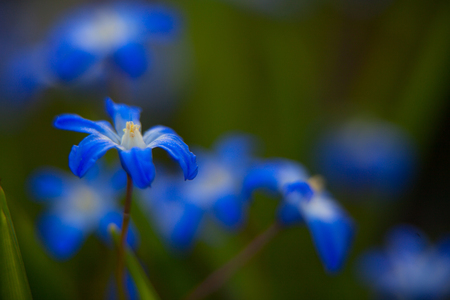 Beautiful blue Hyonodoxes in the street in the springの写真素材