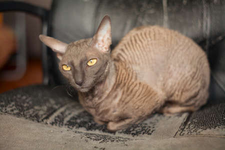 Beautiful curly-haired cat is angry and looking into the camera