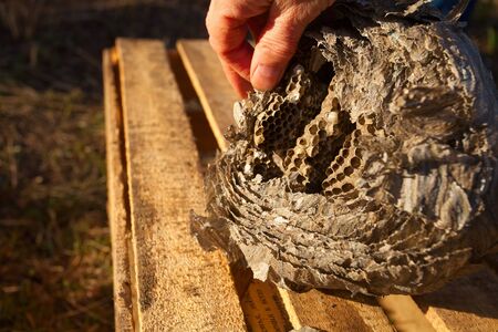 Beautiful aspen hive on a wooden backgroundの写真素材