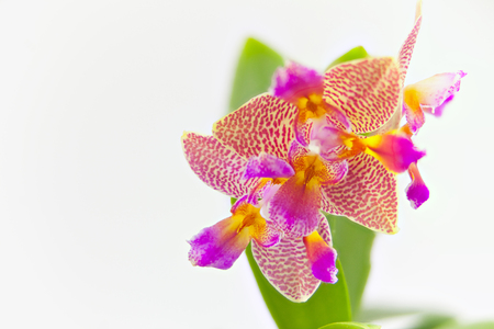 Beautiful rare orchid in a pot on a white backgroundの写真素材