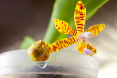 Beautiful rare orchid in a pot on a  neutral backgroundの写真素材