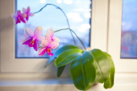 Beautiful rare orchid in a pot on a white windowの写真素材