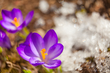 beautiful spring crocus flower on the background imageの写真素材