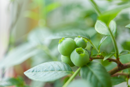 berries of unripe blueberry on a branch in the spring in the gardenの写真素材