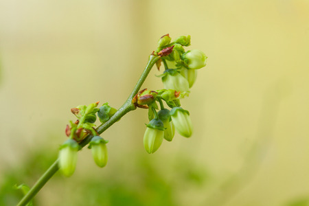 blooming blueberry in spring on neutral backgroundの写真素材