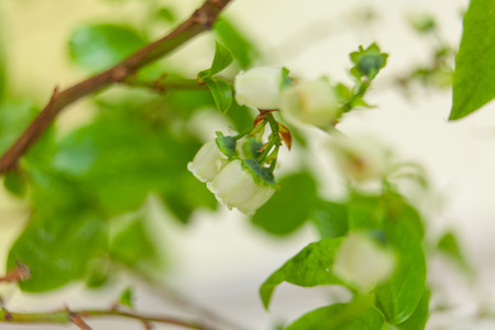 blooming blueberry in spring on neutral backgroundの写真素材