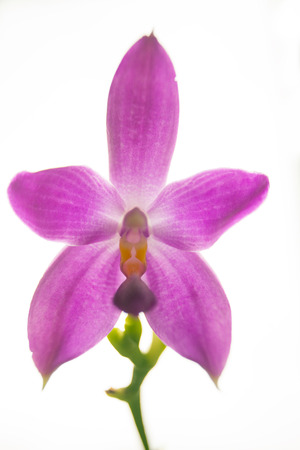 Beautiful rare orchid in a pot on a blurred backgroundの写真素材