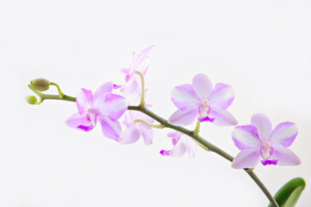 Beautiful rare orchid in a pot on a White  backgroundの写真素材