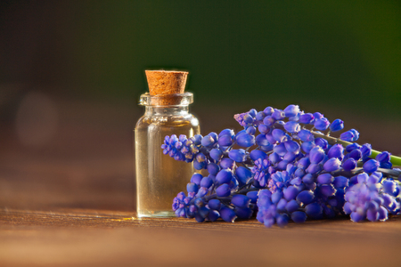 Essential oil of a muscari flower on a table in a beautiful bottleの写真素材