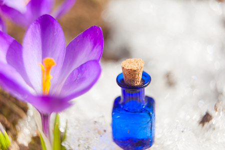 crocus essential oil in a beautiful bottle on the tableの写真素材