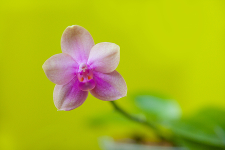 Beautiful rare orchid in a pot on a yellow background