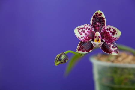 Beautiful rare orchid in a pot on a blue backgroundの写真素材