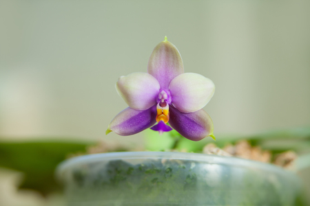 Beautiful rare orchid in a pot on a blurred backgroundの写真素材