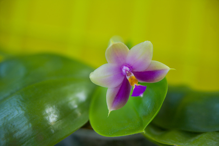 Beautiful rare orchid in a pot on a blurred backgroundの写真素材